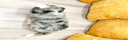 Mini Bernedoodle dogs for sale: Barbie - Blue Eyes - Ad 6