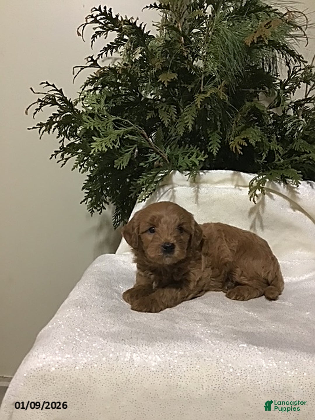 Mini Goldendoodle dogs for sale: Jay - Ad 2