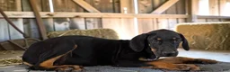 Catahoula Leopard Dog dogs for sale: Tracy II 2026 Male 3 - Ad 10