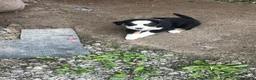Bernese Mountain Dog dogs for sale: Bernese Mountain Dog f4 - Ad 4