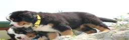Bernese Mountain Dog dogs for sale: Yellow Collar Girl - Ad 5
