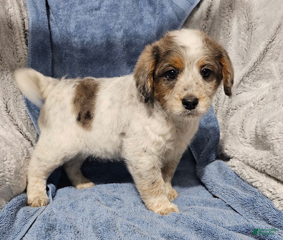 Mixed Breed dogs for sale: Kane - Ad 2