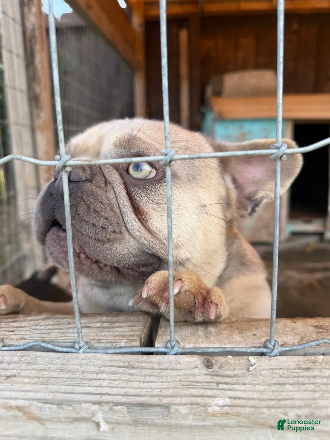 French Bulldog dogs for sale: French Bulldog Puppy 1 - Ad 2