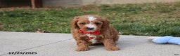 Cavapoo dogs for sale: Elliot - Ad 1
