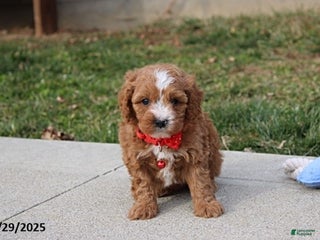 Cavapoo dogs Elliot - Ad 5