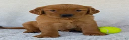 Golden Retriever dogs for sale: Miss Rosie  - Ad 5
