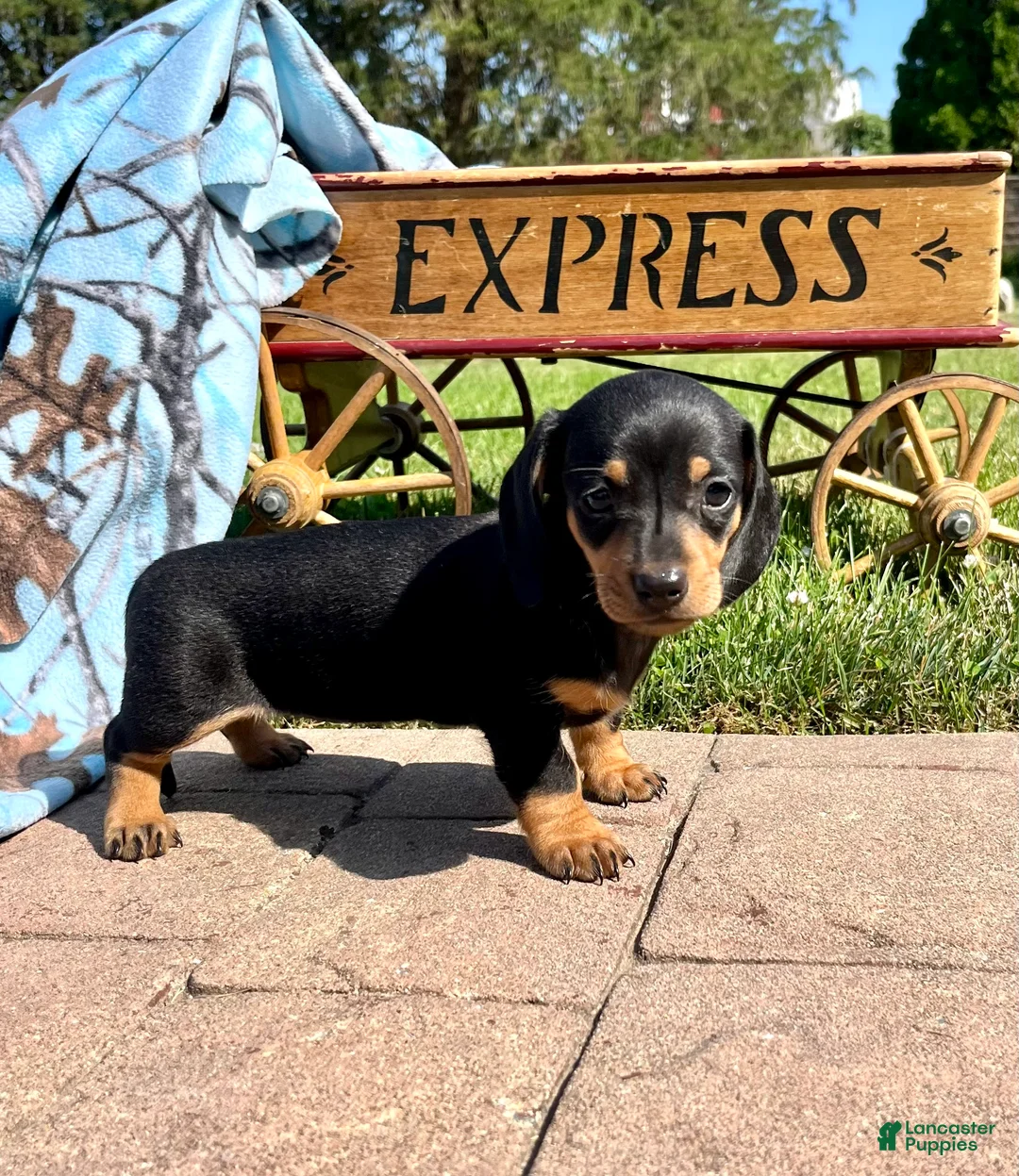 Dachshund dogs for sale: Daisy Mae❤️AKC Registered🐾Text to Schedule A Playdate - Ad 1