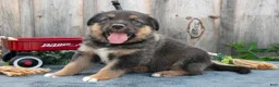 Mixed Breed dogs for sale: Gunner - Ad 3