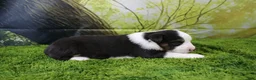 Miniature Australian Shepherd dogs for sale: Ellis - Ad 5
