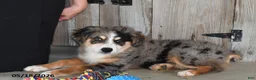 Australian Shepherd dogs for sale: Luke - Ad 2