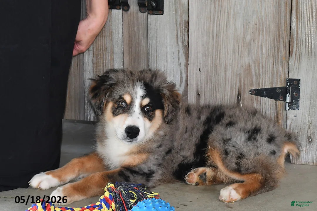 Australian Shepherd dogs for sale: Luke - Ad 2