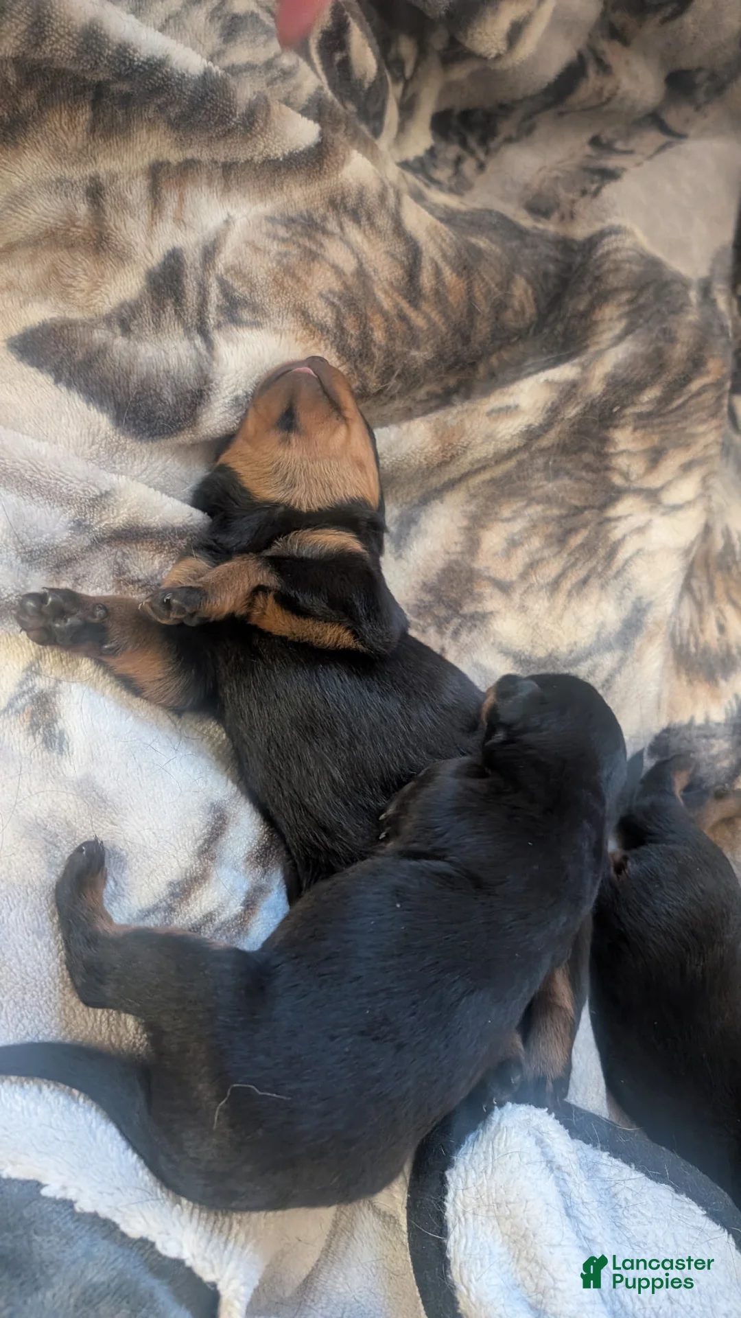 Rottweiler dogs for sale: Rottweiler Puppy 2 - Ad 1