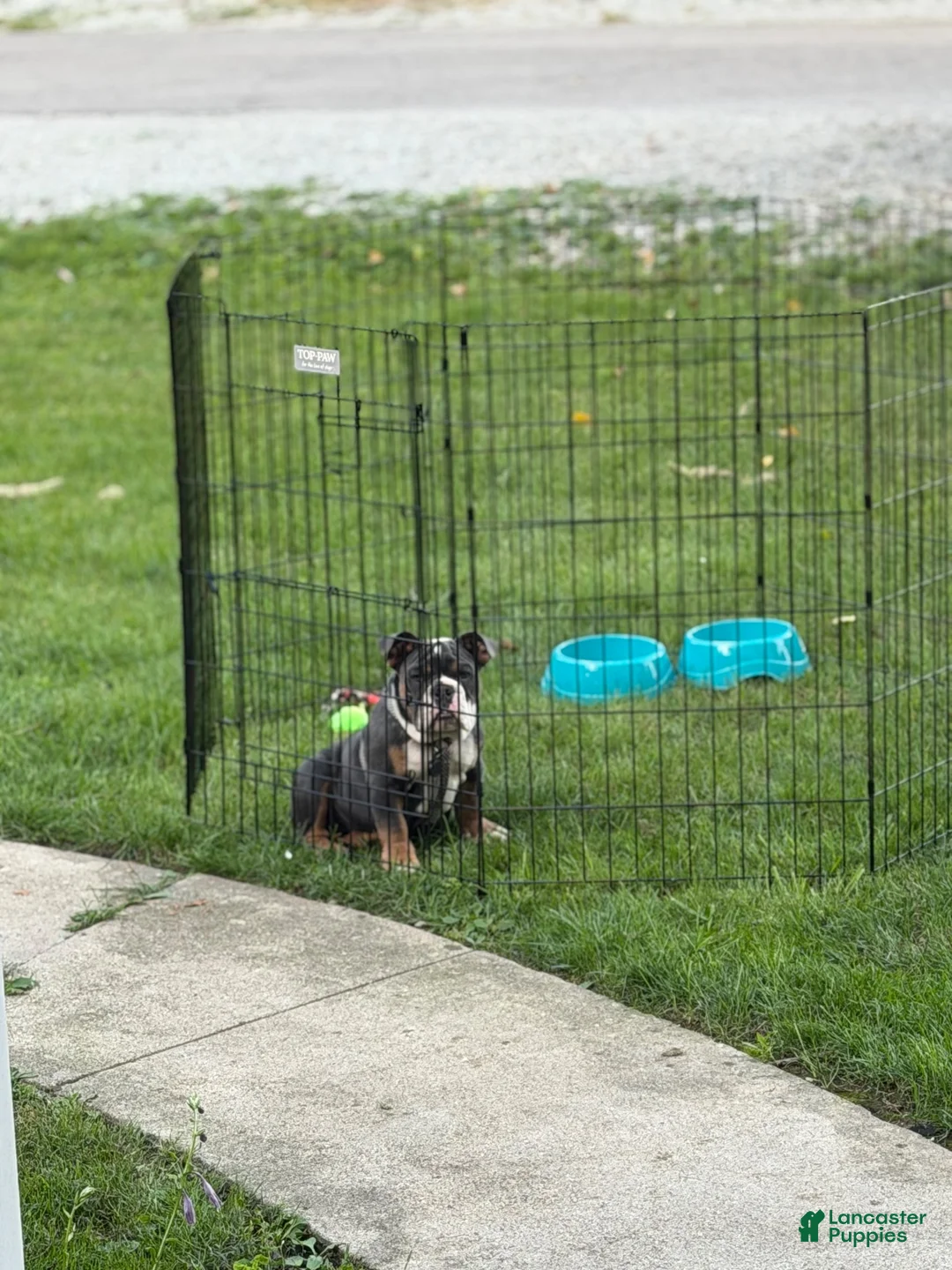 English Bulldog dogs for sale: Craig - Ad 2