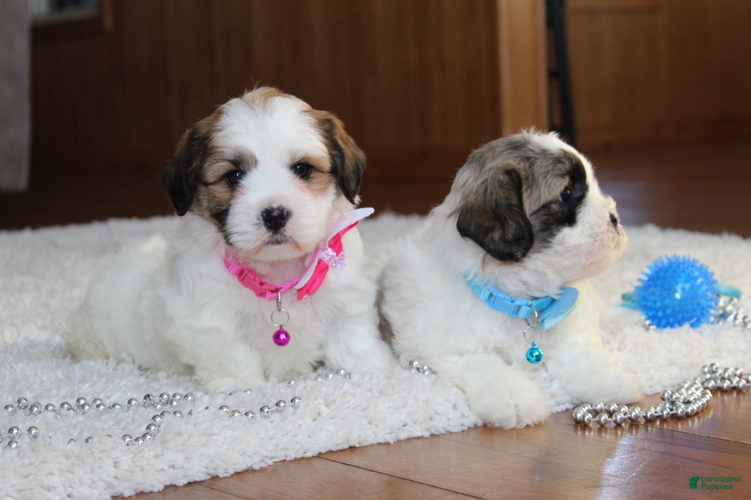 Teddy Bear dogs for sale: Lola - Ad 16