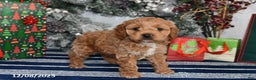 Cockapoo dogs for sale: Dakota - Ad 3
