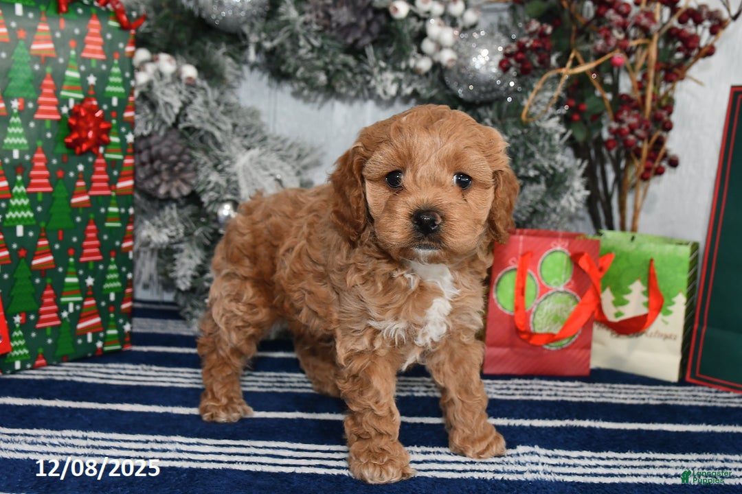 Cockapoo dogs for sale: Dakota - Ad 3