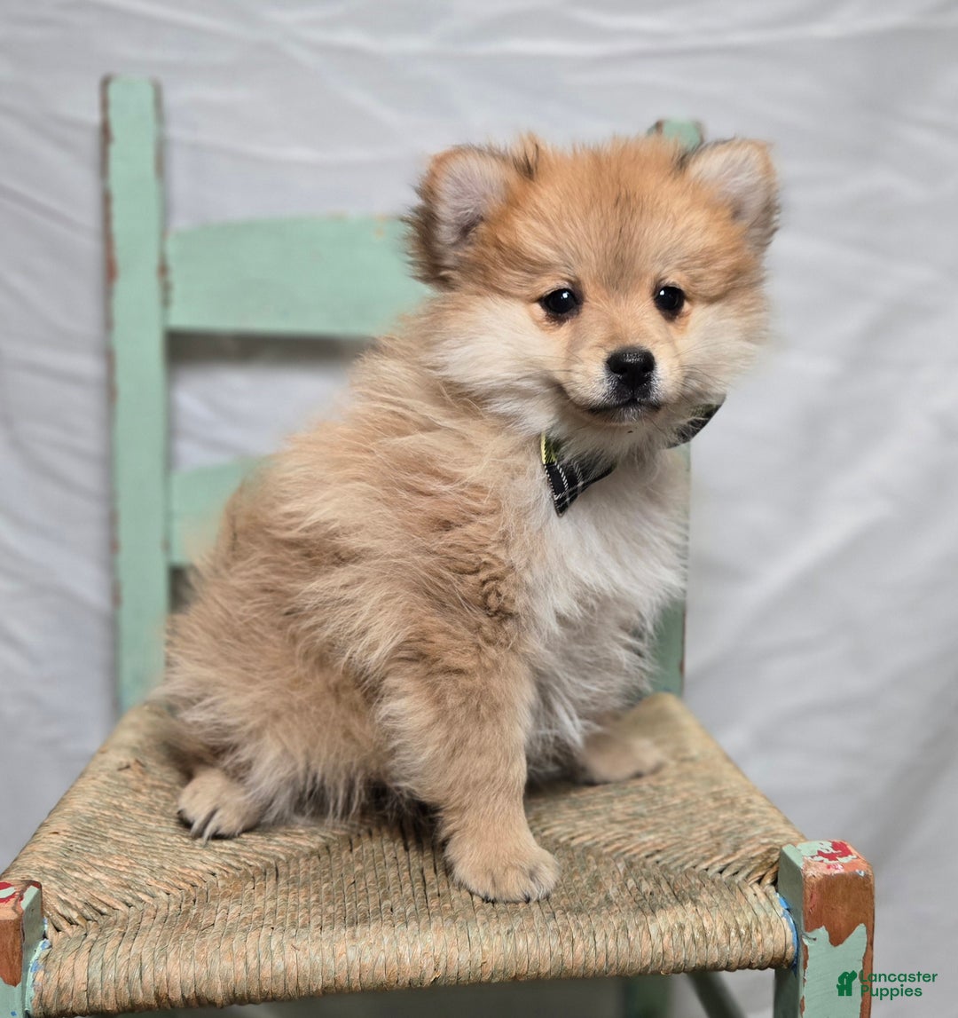 Pomeranian dogs for sale: Ticker - Ad 4