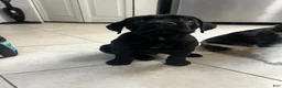 Cane Corso dogs for sale: Cane Corso 1 - Ad 6
