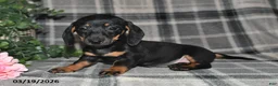 Miniature Dachshund dogs for sale: Carmen - Ad 4