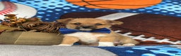 Mixed Breed dogs for sale: Rex 10 lbs Full Grown - Ad 2