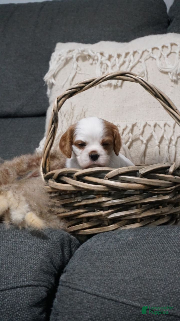 Cavalier King Charles Spaniel dogs Miles - Ad 4