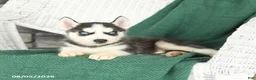 Siberian Husky dogs for sale: Victor - Ad 2