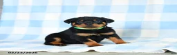 Rottweiler dogs for sale: Wendy - Ad 1