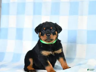 Rottweiler dogs for sale: Wendy - Ad 4