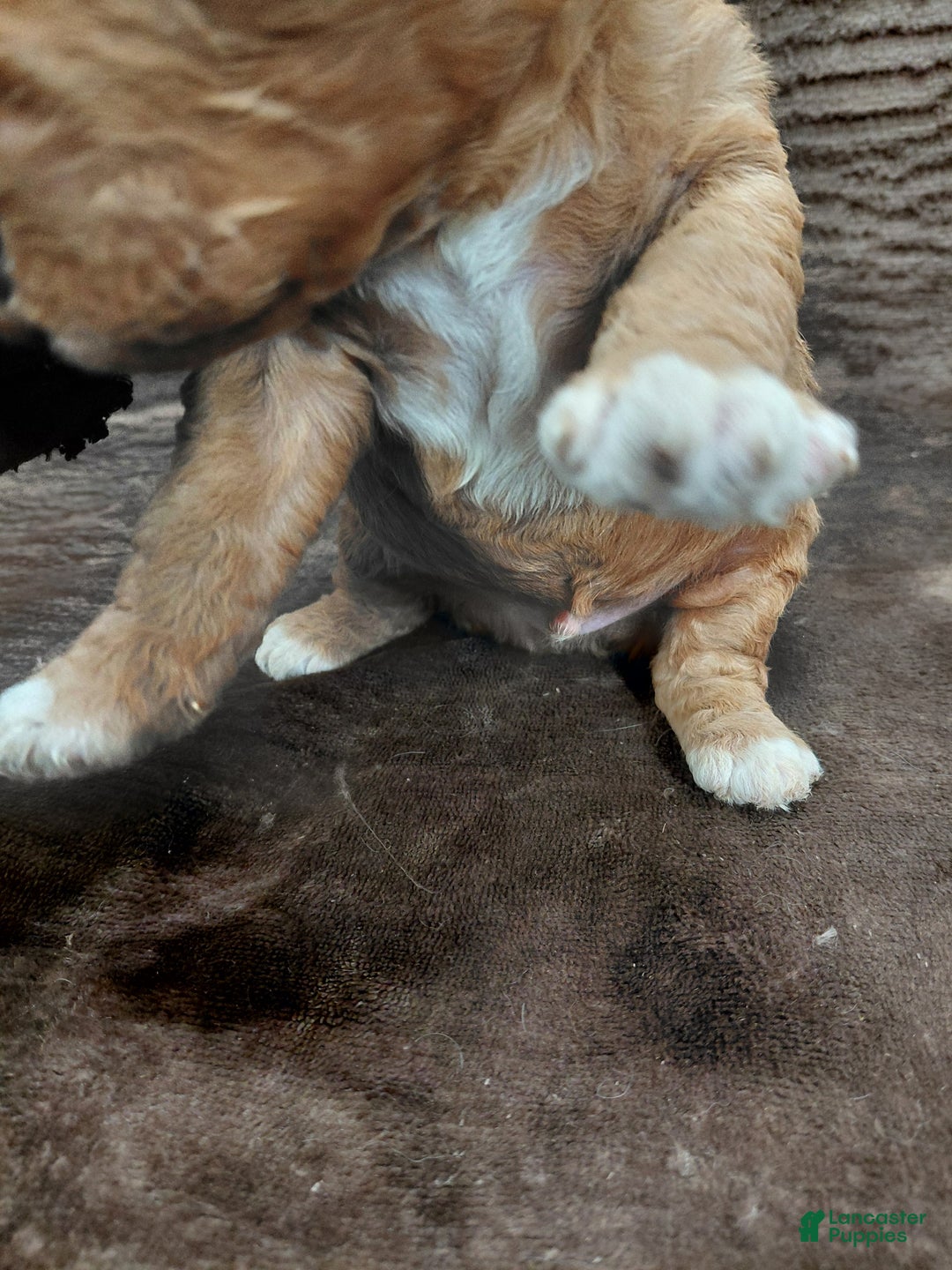 Mini Bernedoodle dogs for sale: Alex - Ad 5