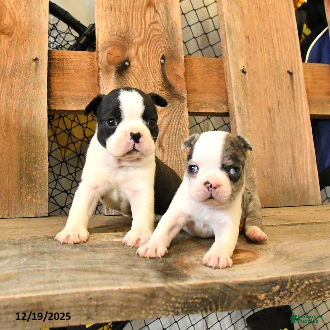 Boston Terrier dogs for sale: Mini - Ad 3
