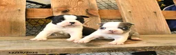 Boston Terrier dogs for sale: Mini - Ad 3