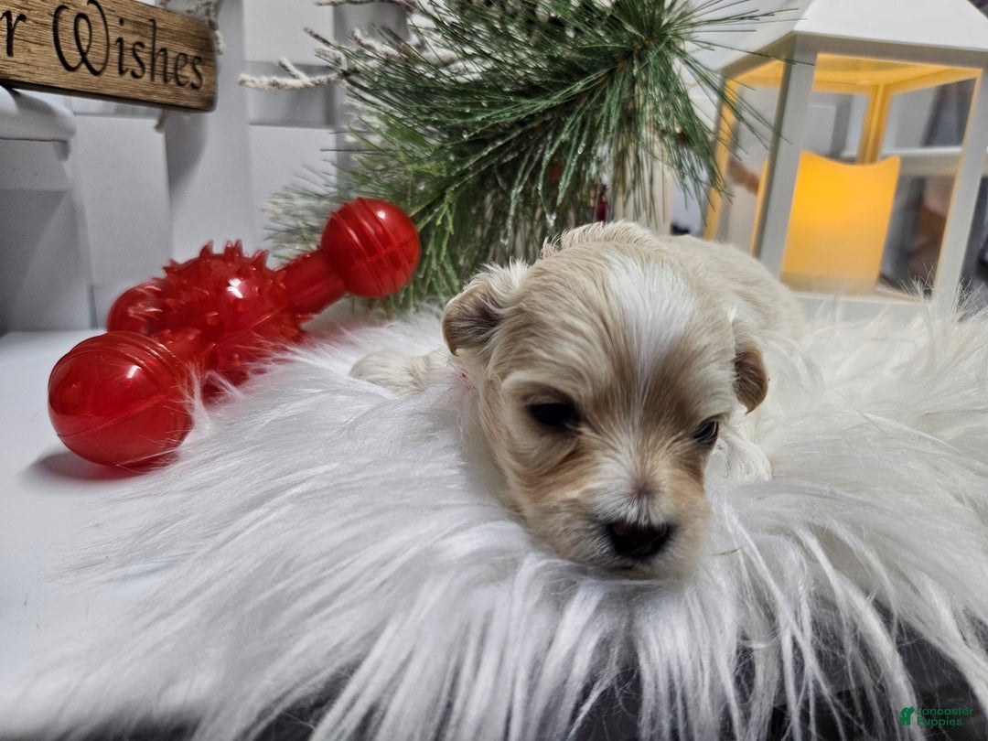 Maltipoo dogs for sale: Maltipoo Roley - Ad 4