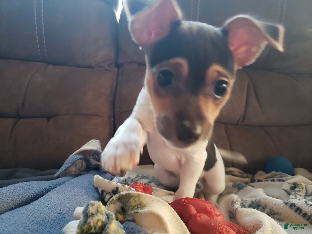 Rat Terrier dogs for sale: Molly *updated photos* - Ad 6
