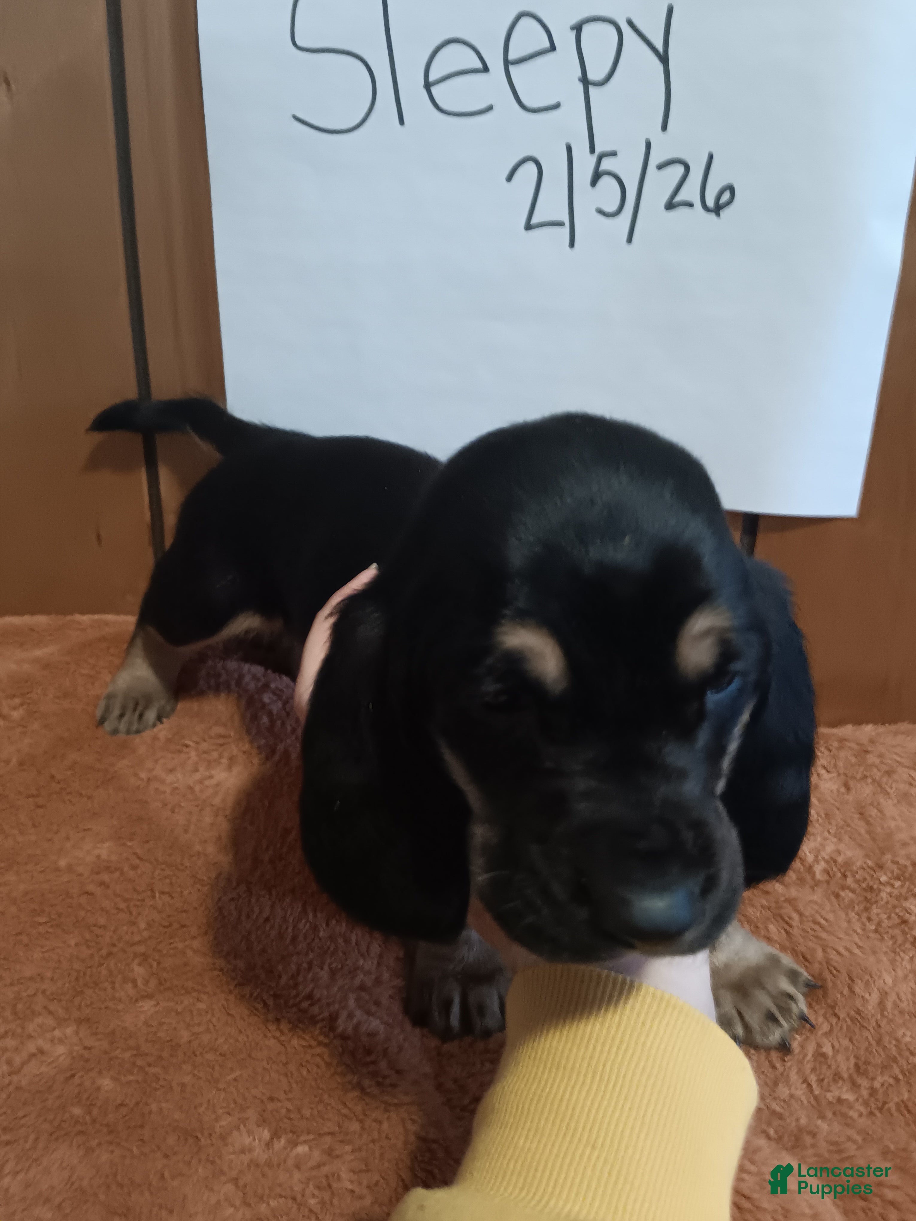 Basset Hound dogs Sleepy - Ad 31