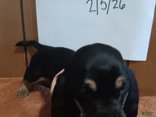 Basset Hound dogs Sleepy - Ad 31