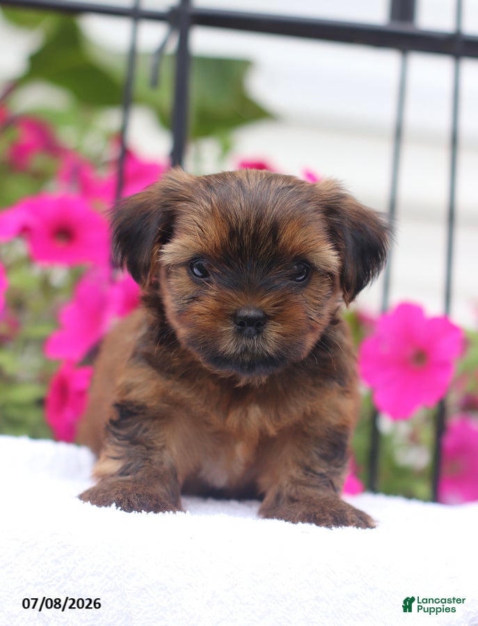 Shorkie dogs Milky Way - Ad 2