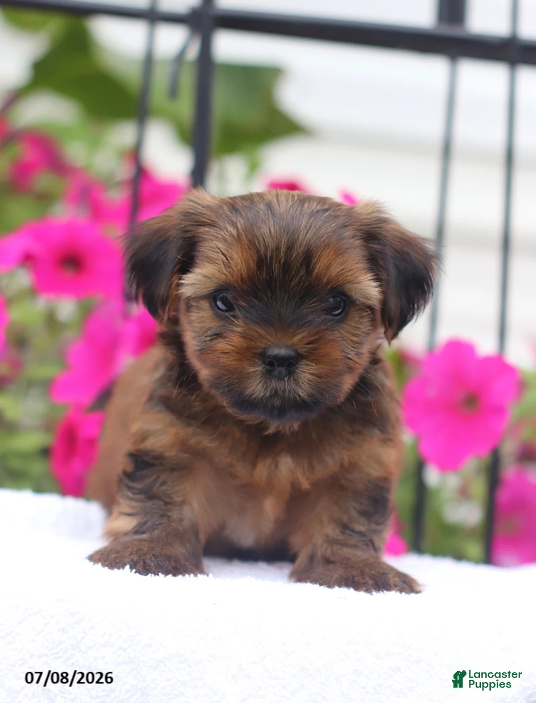 Shorkie dogs for sale: Milky Way - Ad 2