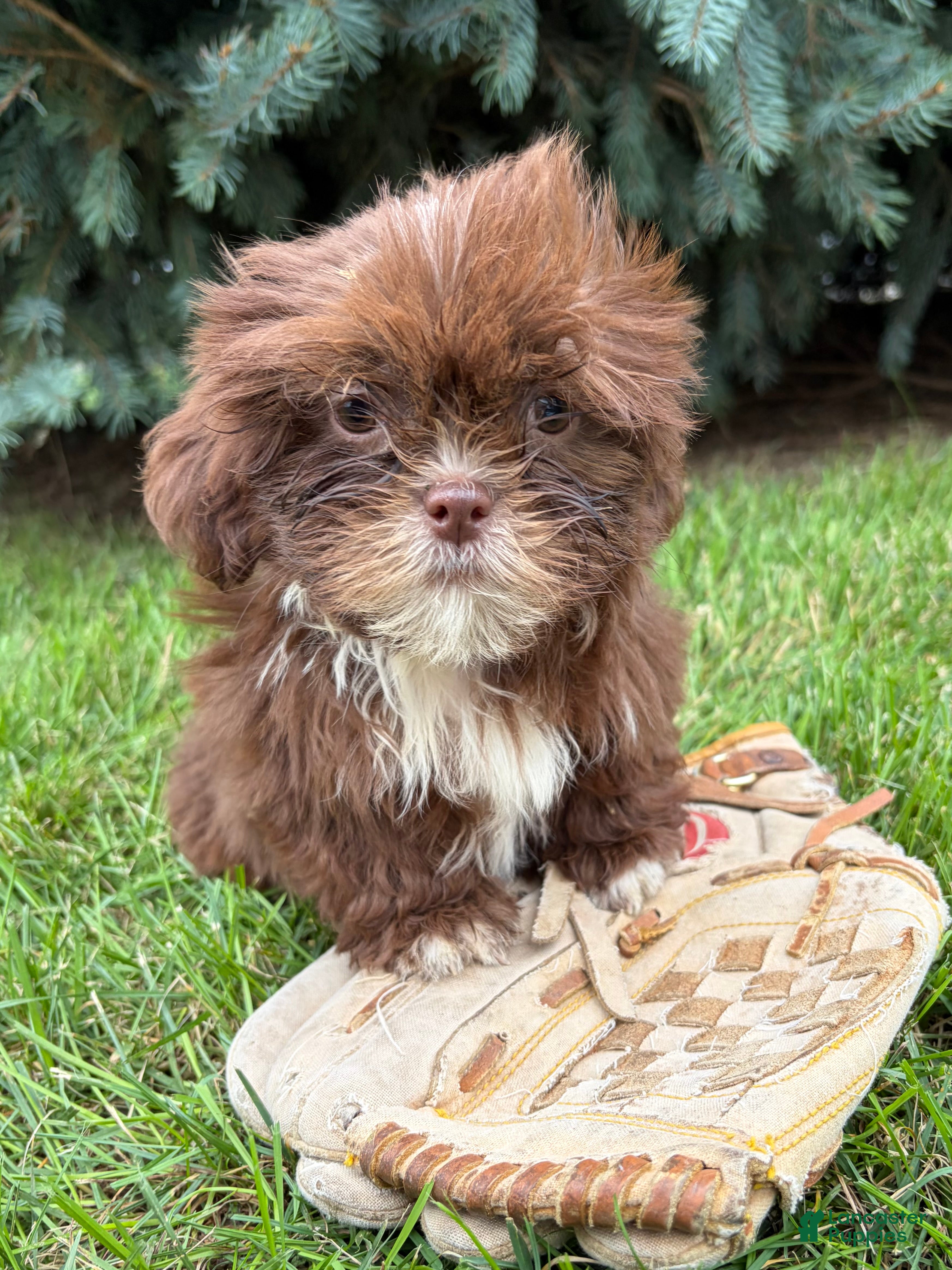 Lainey, Shih Tzu