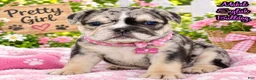Mixed Breed dogs for sale: Mabel Female English Bulldog - Ad 1