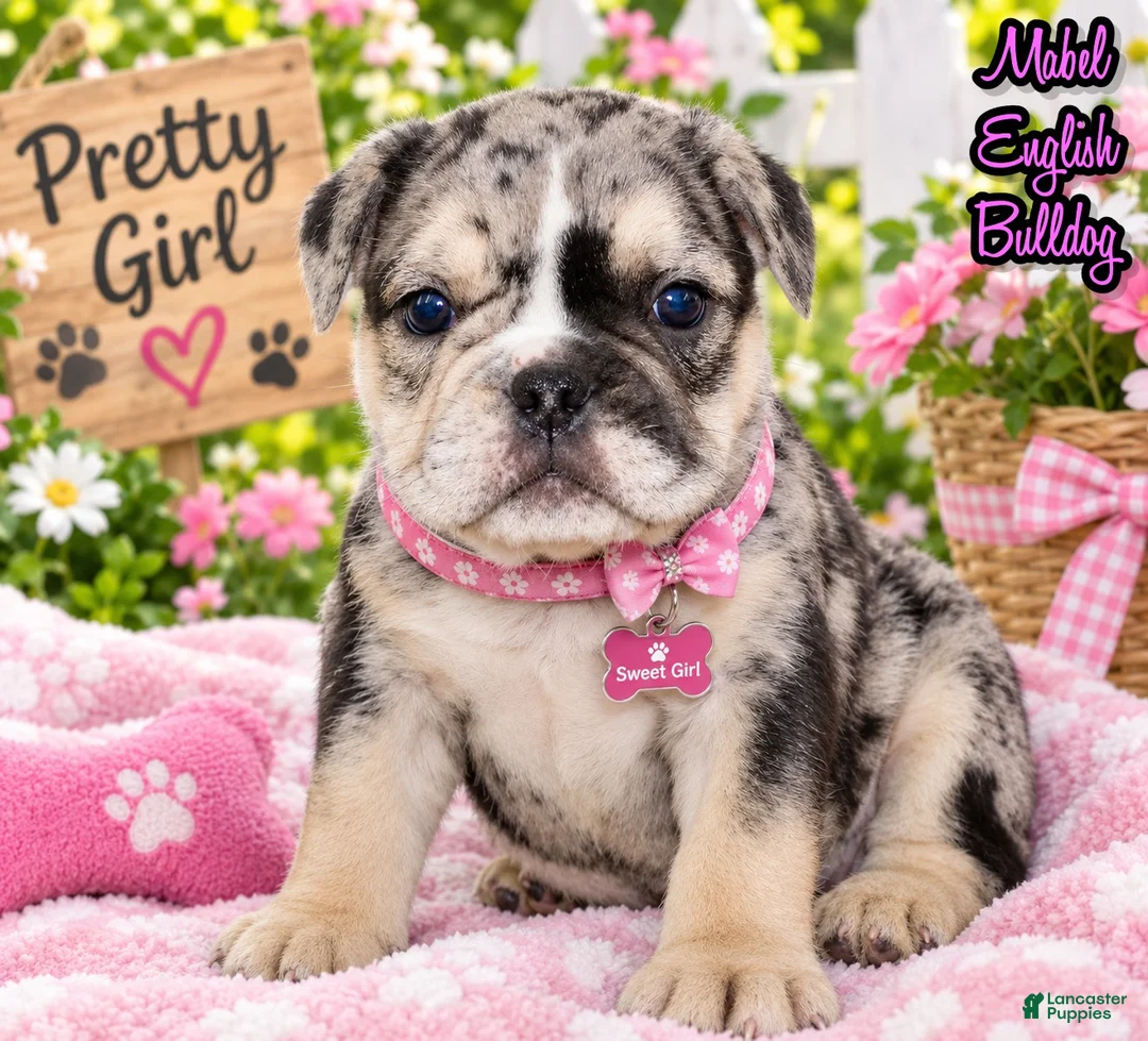 Mixed Breed dogs for sale: Mabel Female English Bulldog - Ad 1