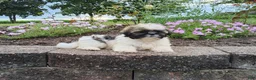 Shih Tzu dogs for sale: Amber - Ad 6