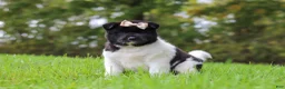 Akita dogs for sale: Skye - Ad 4
