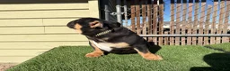 English Bulldog dogs for sale: KINGSTON – Black Tan Tri LOVERBOY in LA, CA. USA Delivery Available! - Ad 14