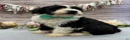 Portuguese Water Dog dogs for sale: Felix - Ad 5