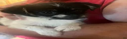 Shorkie dogs for sale: Shorkie Puppy 1  - Ad 4