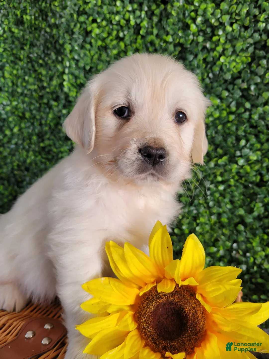 Golden Retriever dogs for sale: Ruby - Ad 1