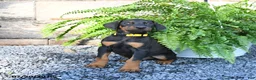 Doberman Pinscher dogs for sale: Percy - Ad 2