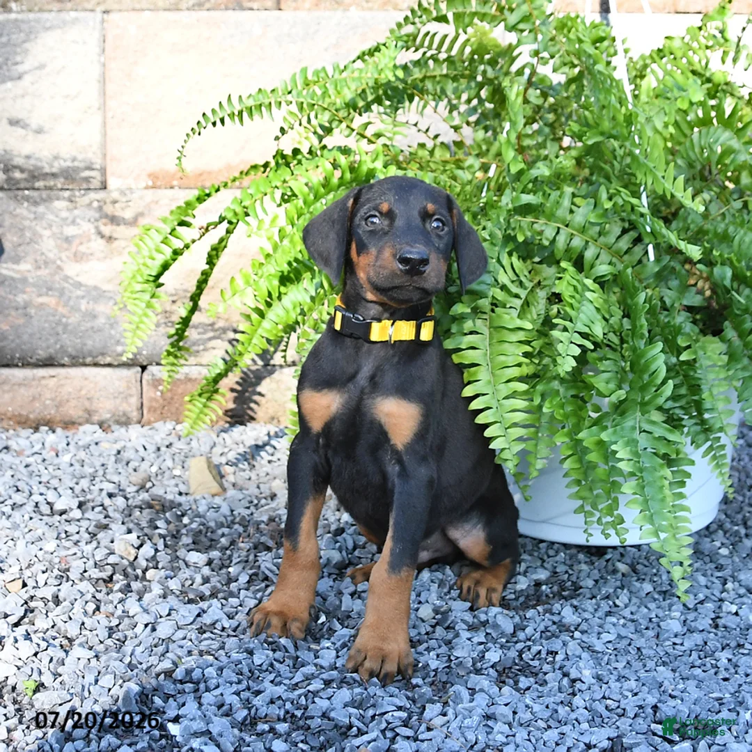 Doberman Pinscher dogs for sale: Percy - Ad 2