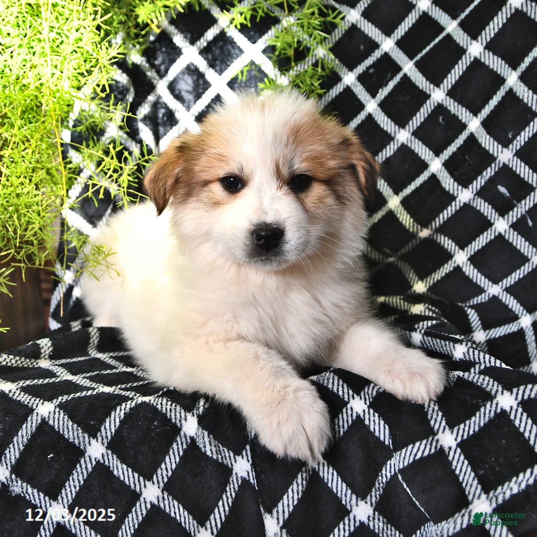 Great Pyrenees dogs for sale: Macy - Ad 1