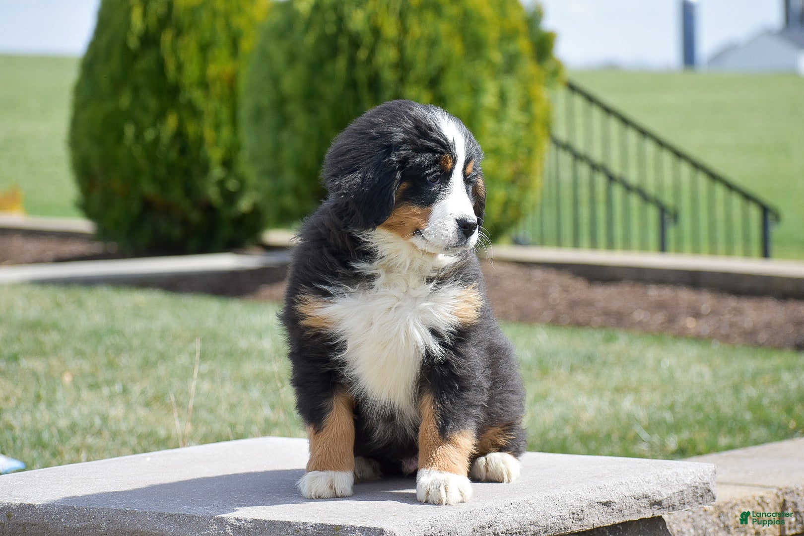 Bernese Mountain Dog dogs Elwood - Ad 2